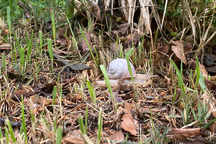 Schnecke im Gras